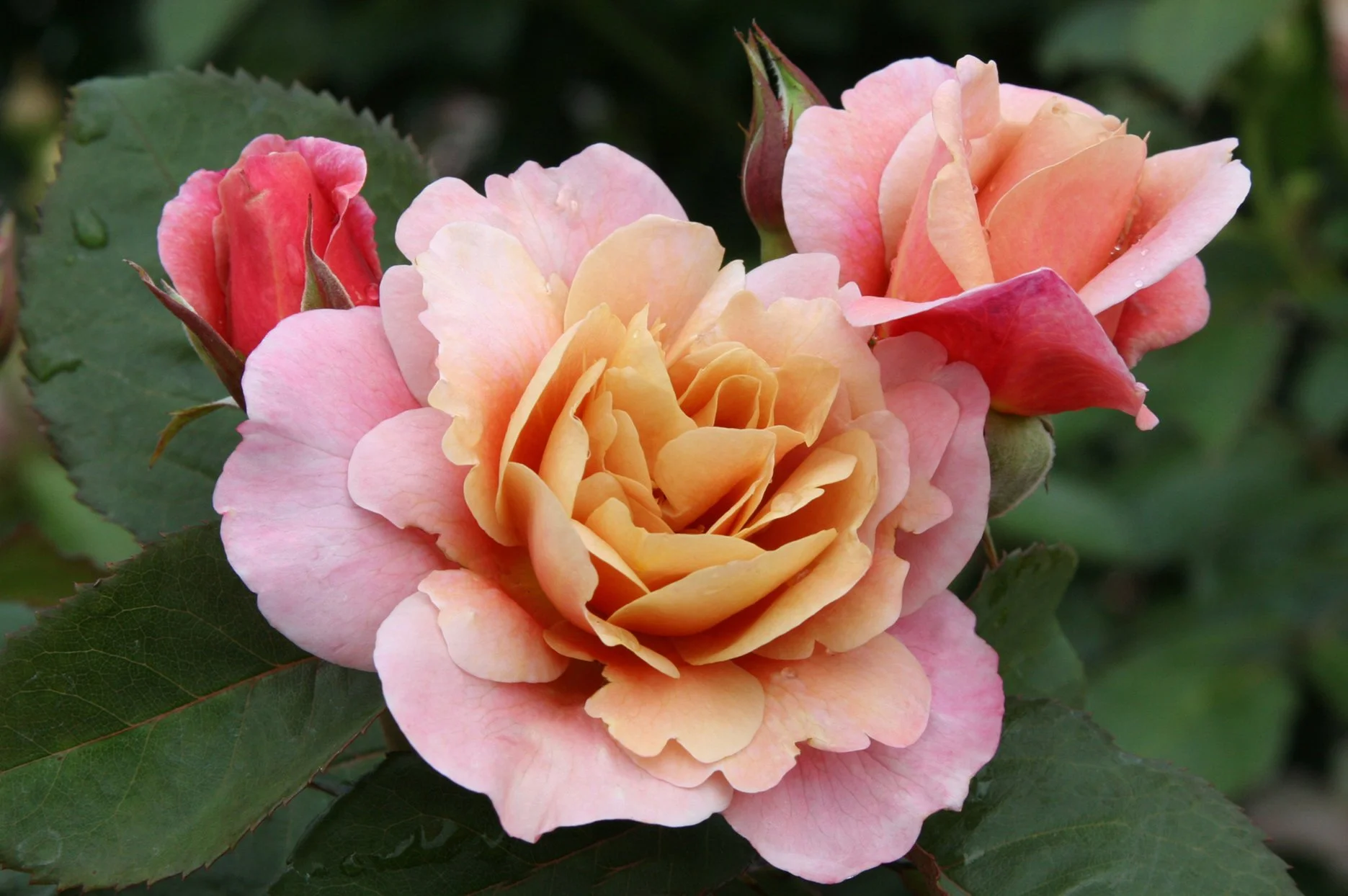 Bush Roses — Van Winden's